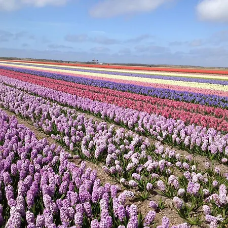 De Korre 4 Mit Privatem Garten Und Terrasse By Interhome Callantsoog