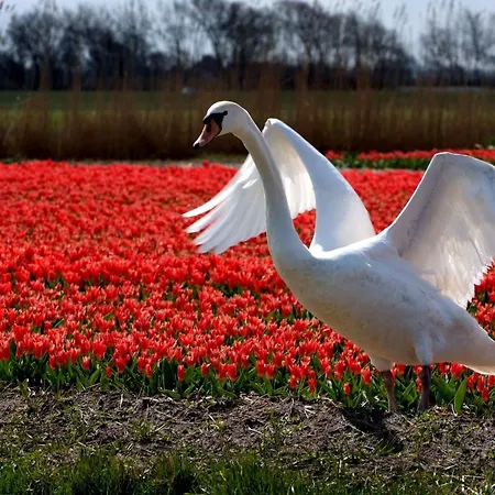 Vakantiehuis De Korre 4 Mit Privatem Garten Und Terrasse By Interhome Callantsoog