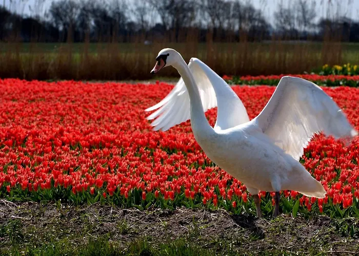 Tatil Evi De Korre 4 Mit Privatem Garten Und Terrasse By Interhome Callantsoog